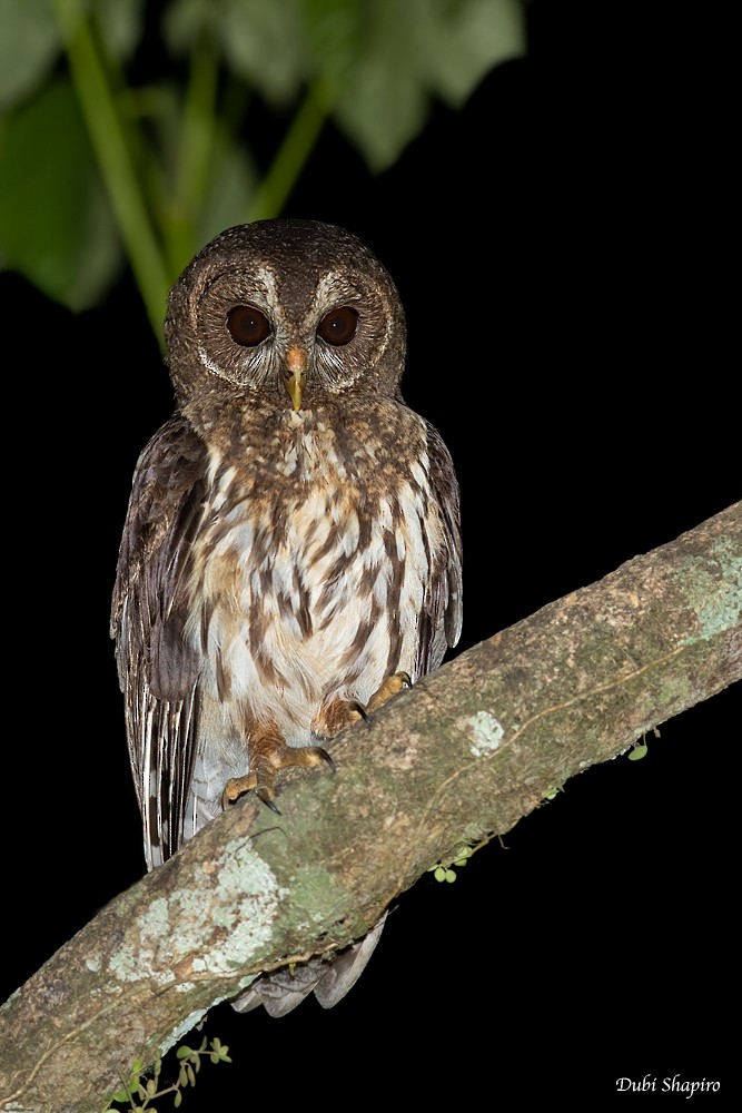 Mottled Owl - ML217668301