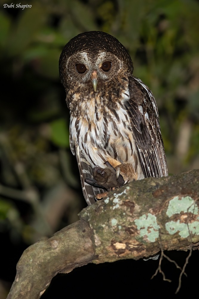 Mottled Owl - Dubi Shapiro