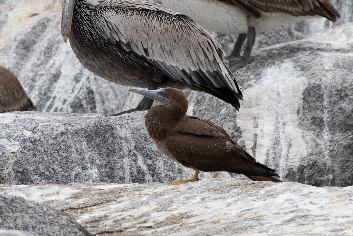 Brown Booby - ML217669071