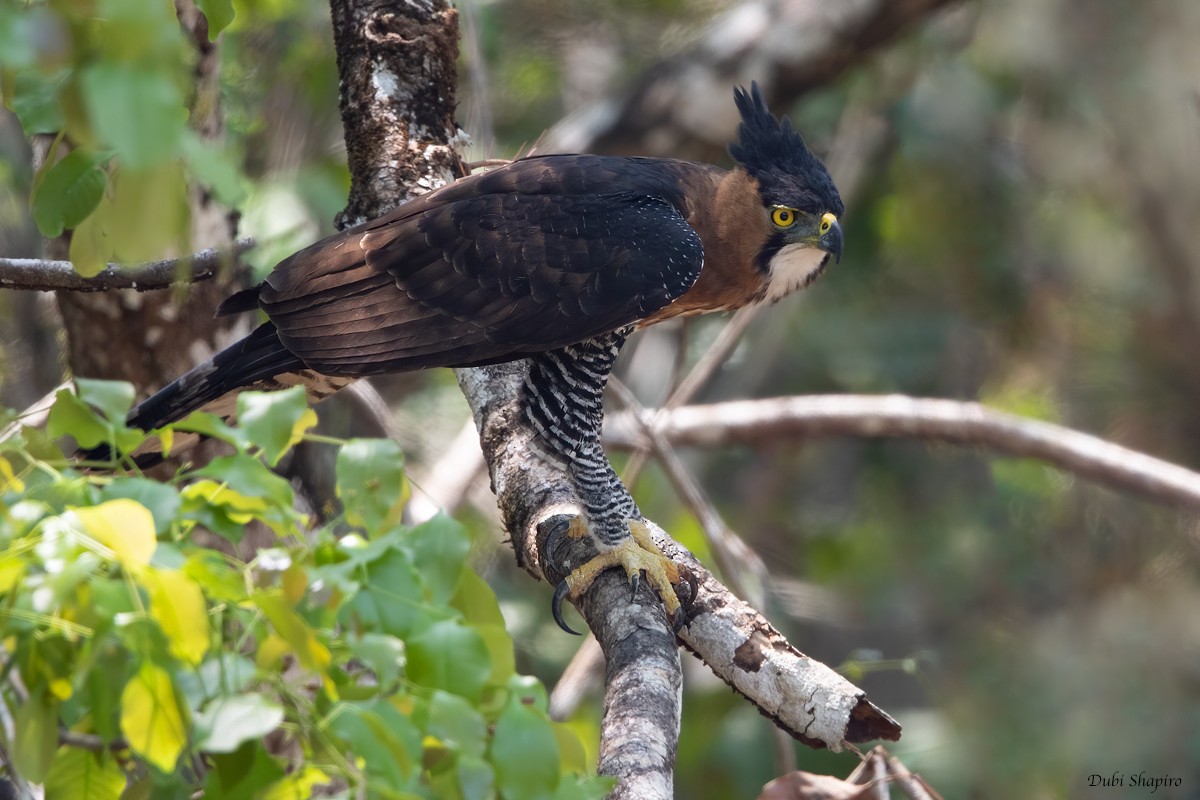 Ornate Hawk-Eagle - Dubi Shapiro