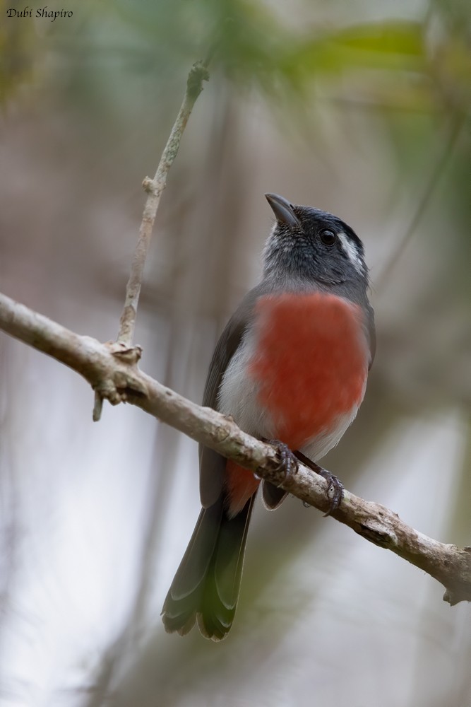 Gray-throated Chat - ML217669731