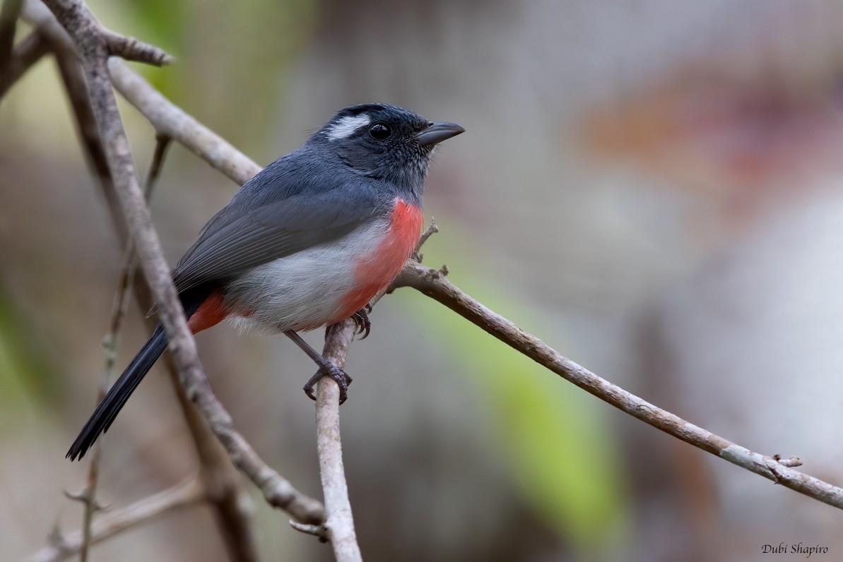 Gray-throated Chat - ML217669741