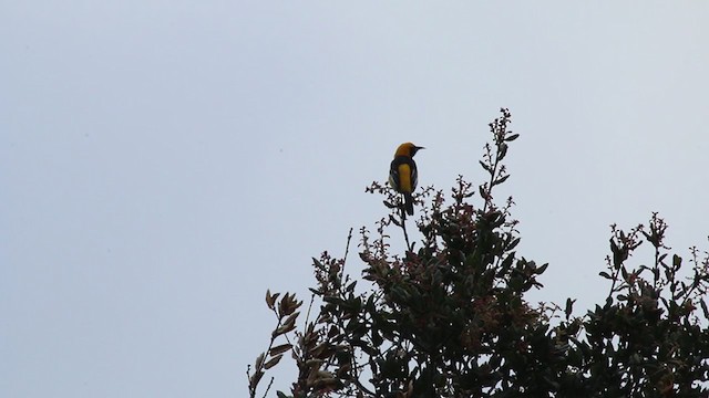 Hooded Oriole (nelsoni Group) - ML217672971