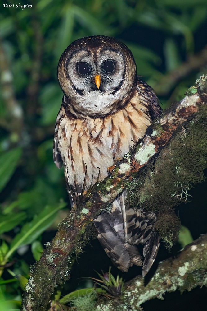 Fulvous Owl - Dubi Shapiro