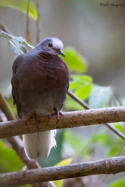 Maroon-chested Ground Dove - ML217676671