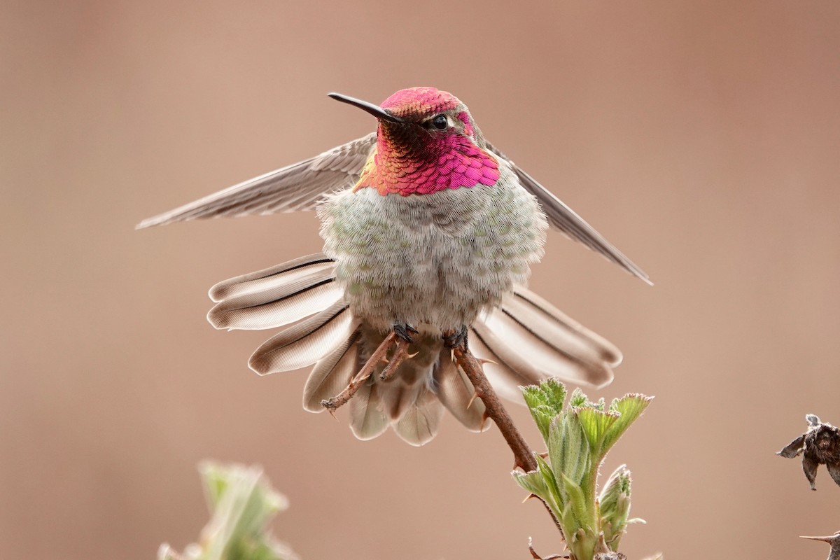 Anna's Hummingbird - ML217677861