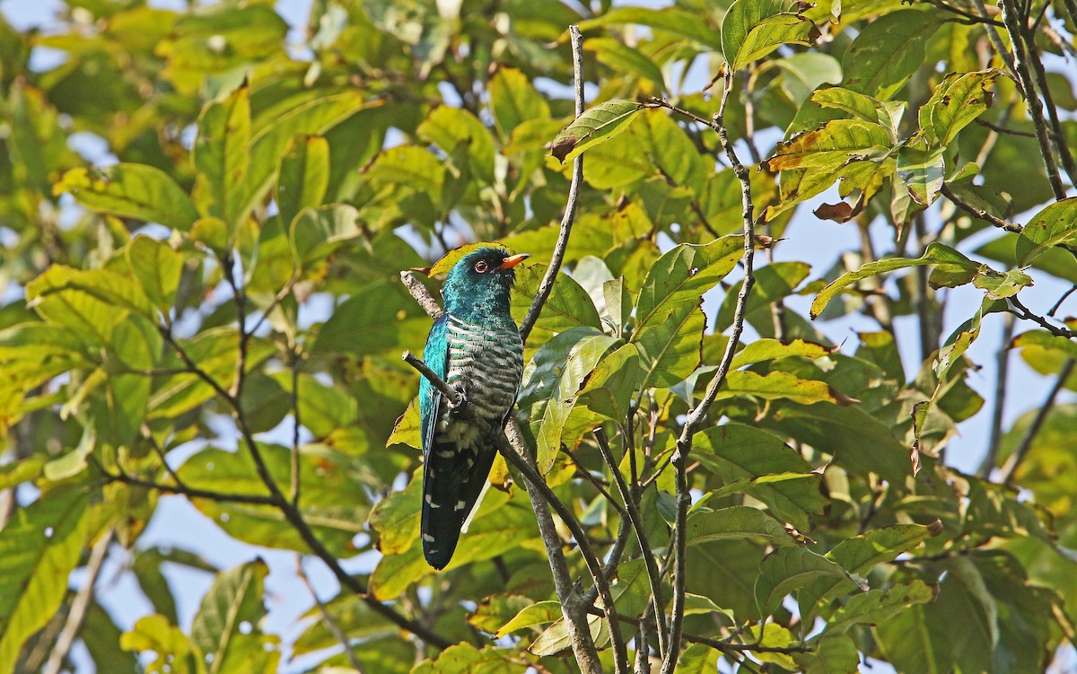 Asian Emerald Cuckoo - Christoph Moning