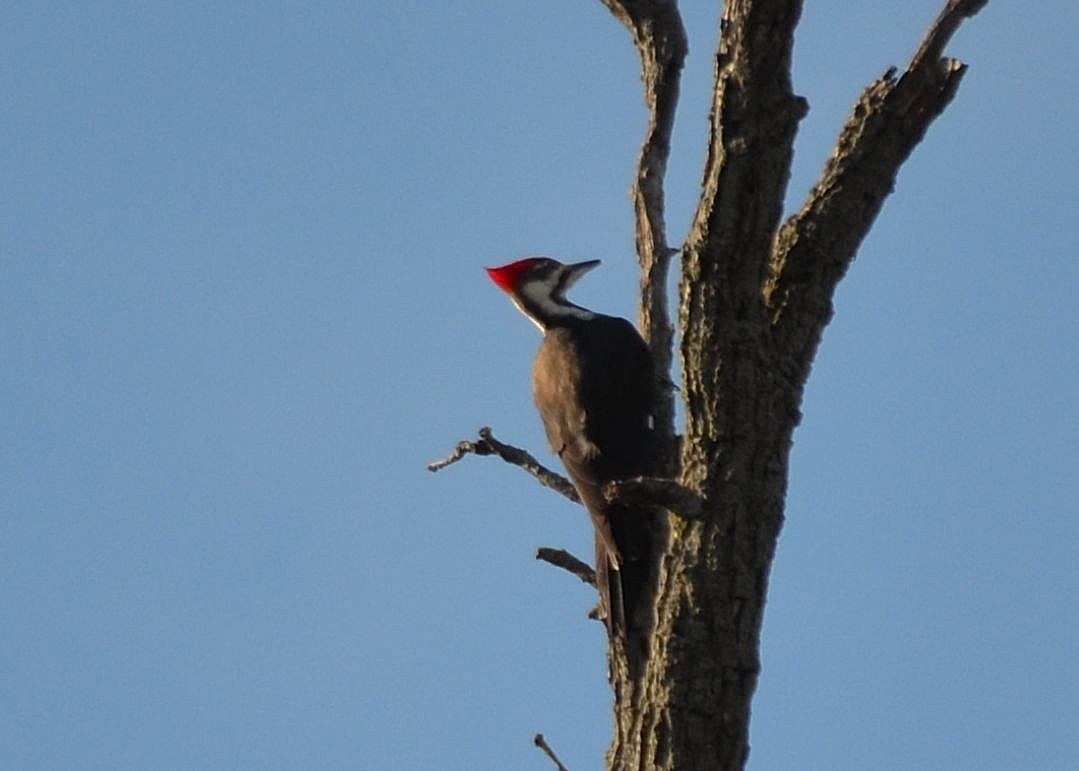 Pileated Woodpecker - ML21768151