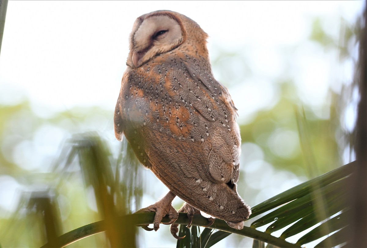 Barn Owl - norman wu