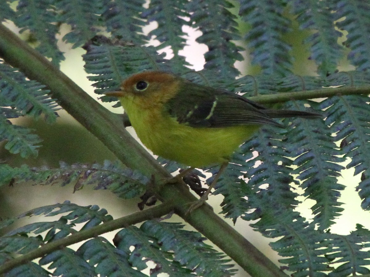 Yellow-breasted Warbler - ML217682251