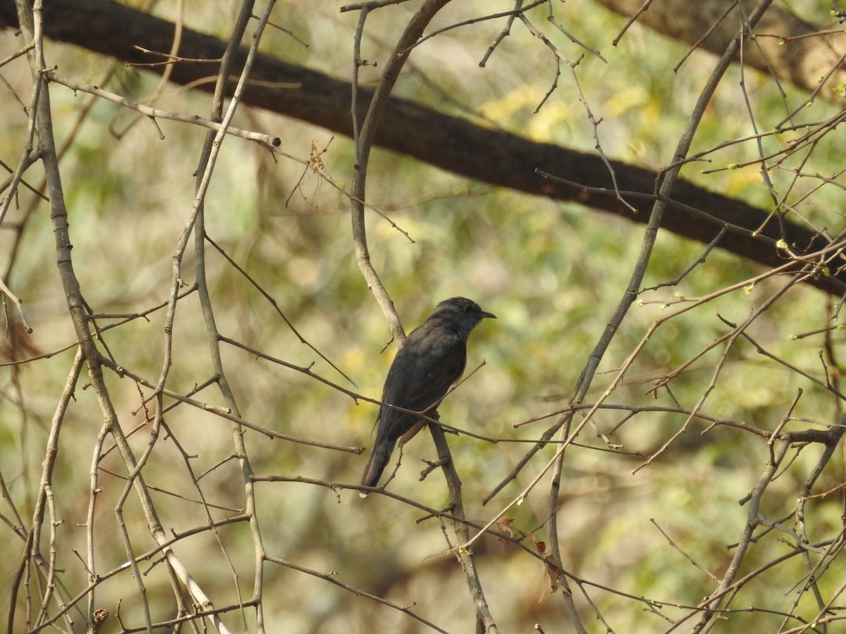 Gray-bellied Cuckoo - ML217683291