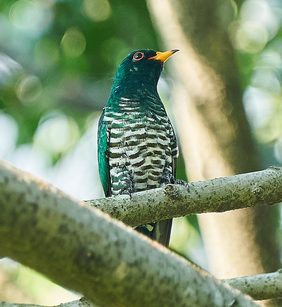 Asian Emerald Cuckoo - ML217684931