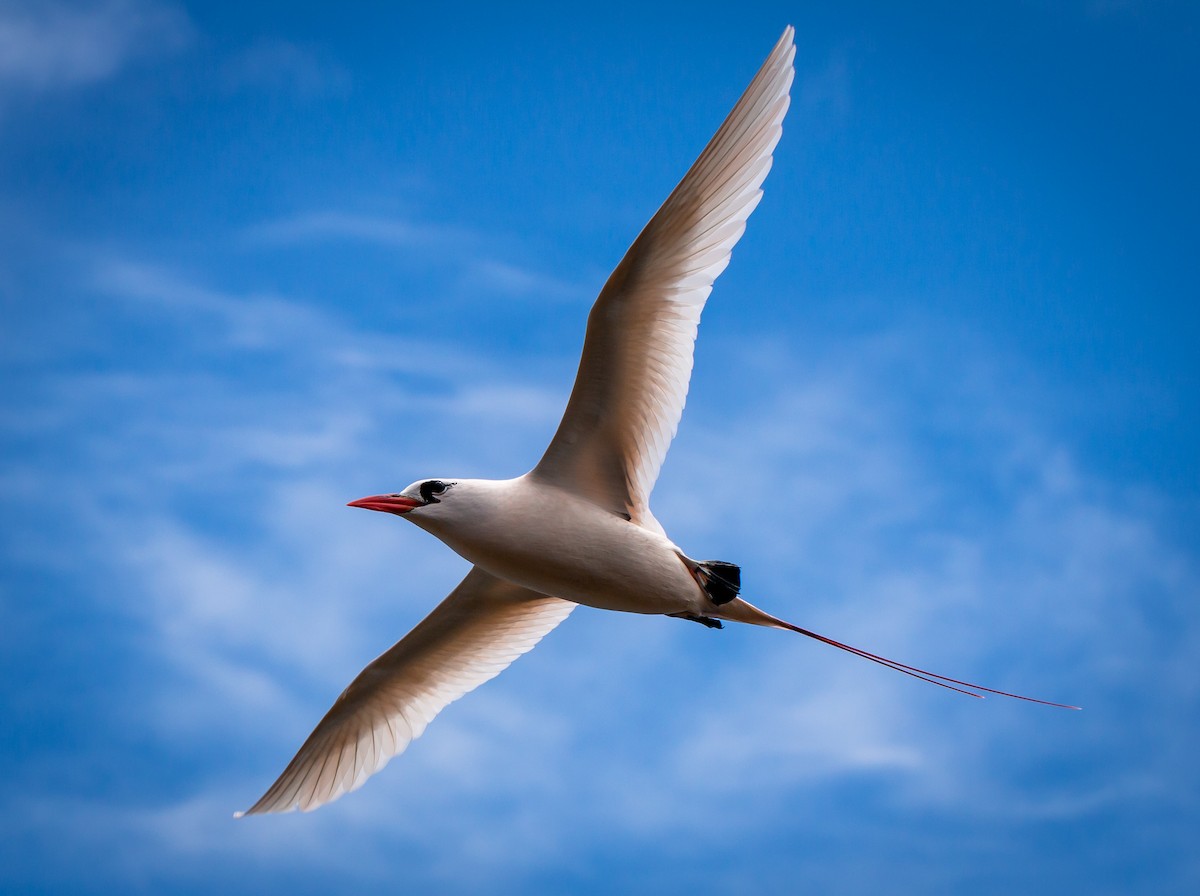 Red-tailed Tropicbird - ML217686581