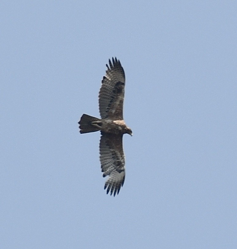 Bonelli's Eagle - Surajprakash B