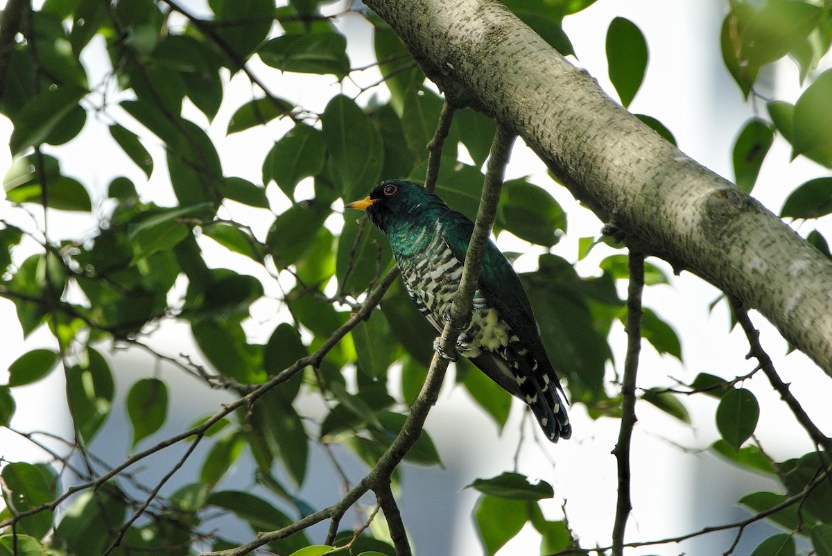 Asian Emerald Cuckoo - Kian Guan Tay