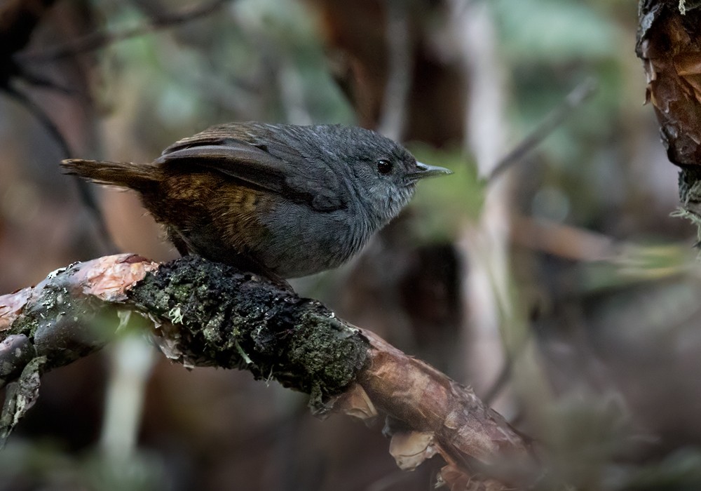 Ancash Tapaculo - Lars Petersson | My World of Bird Photography
