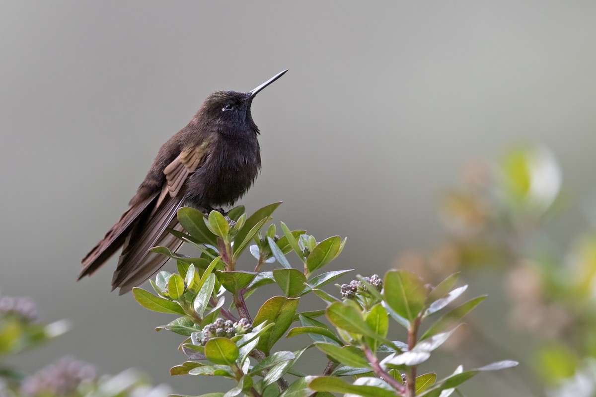 Black Metaltail - Lars Petersson | My World of Bird Photography