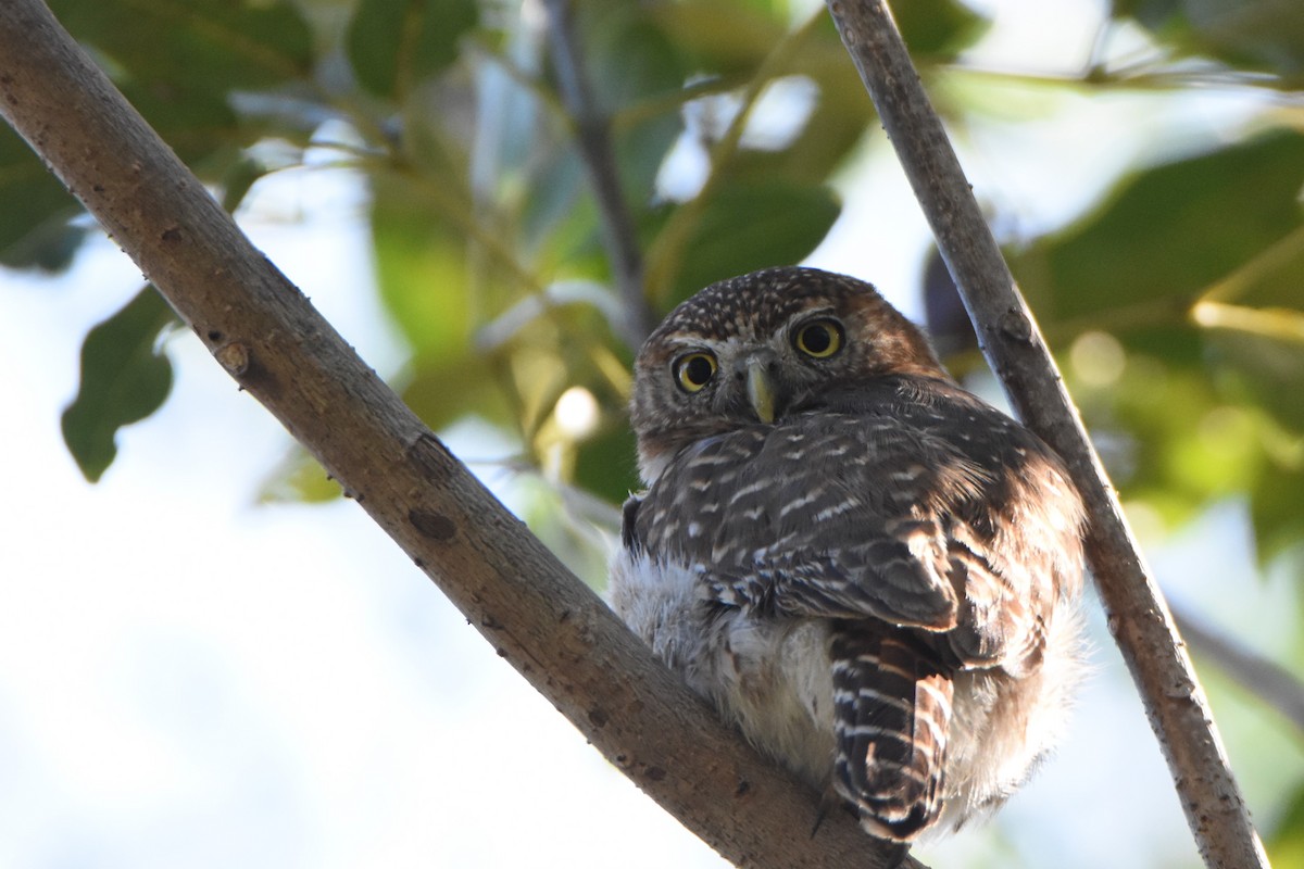 Cuban Pygmy-Owl - ML217693321