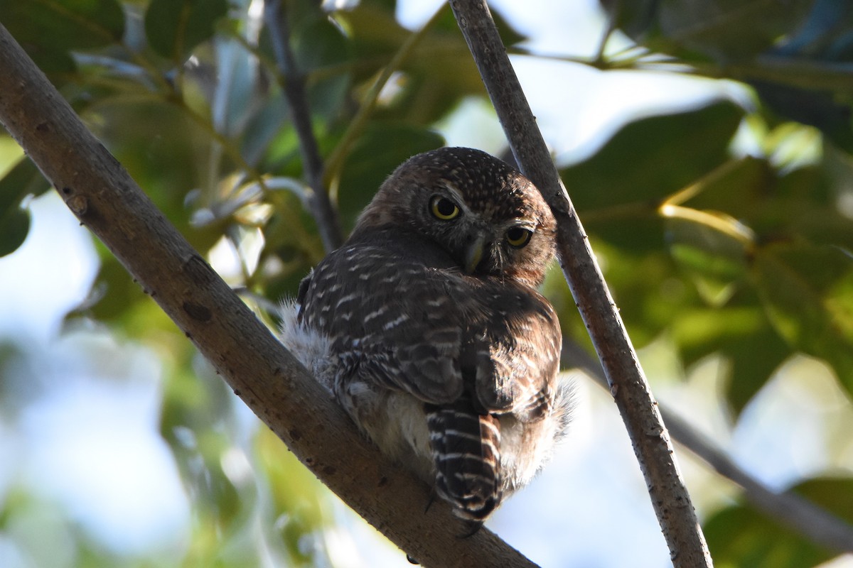 Cuban Pygmy-Owl - ML217693391