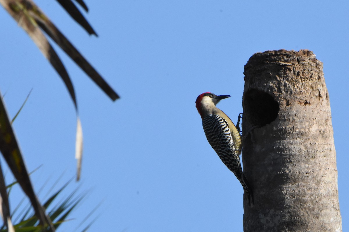 West Indian Woodpecker - ML217693421
