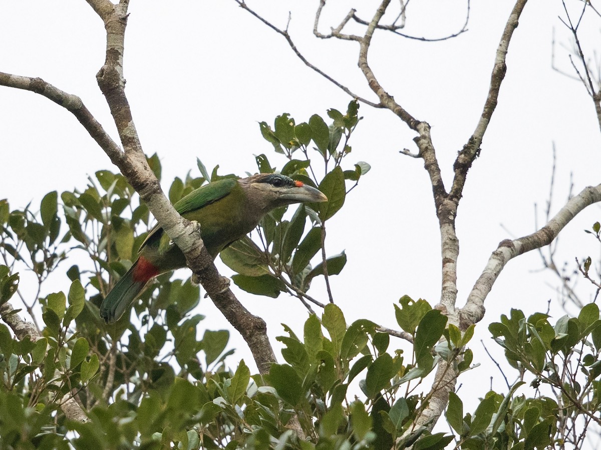 Red-vented Barbet - ML217693781