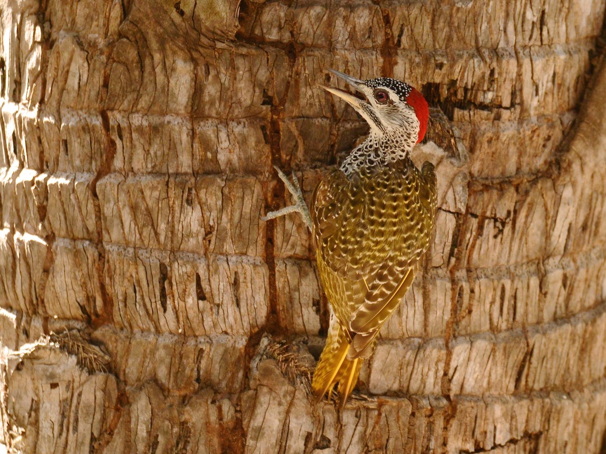 Reichenow's Woodpecker - Alan Van Norman
