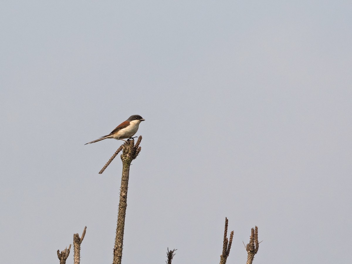 Burmese Shrike - Niall D Perrins