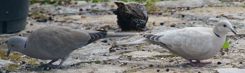 African Collared-Dove (Domestic type or Ringed Turtle-Dove) - Daniel Hinckley | samazul.com