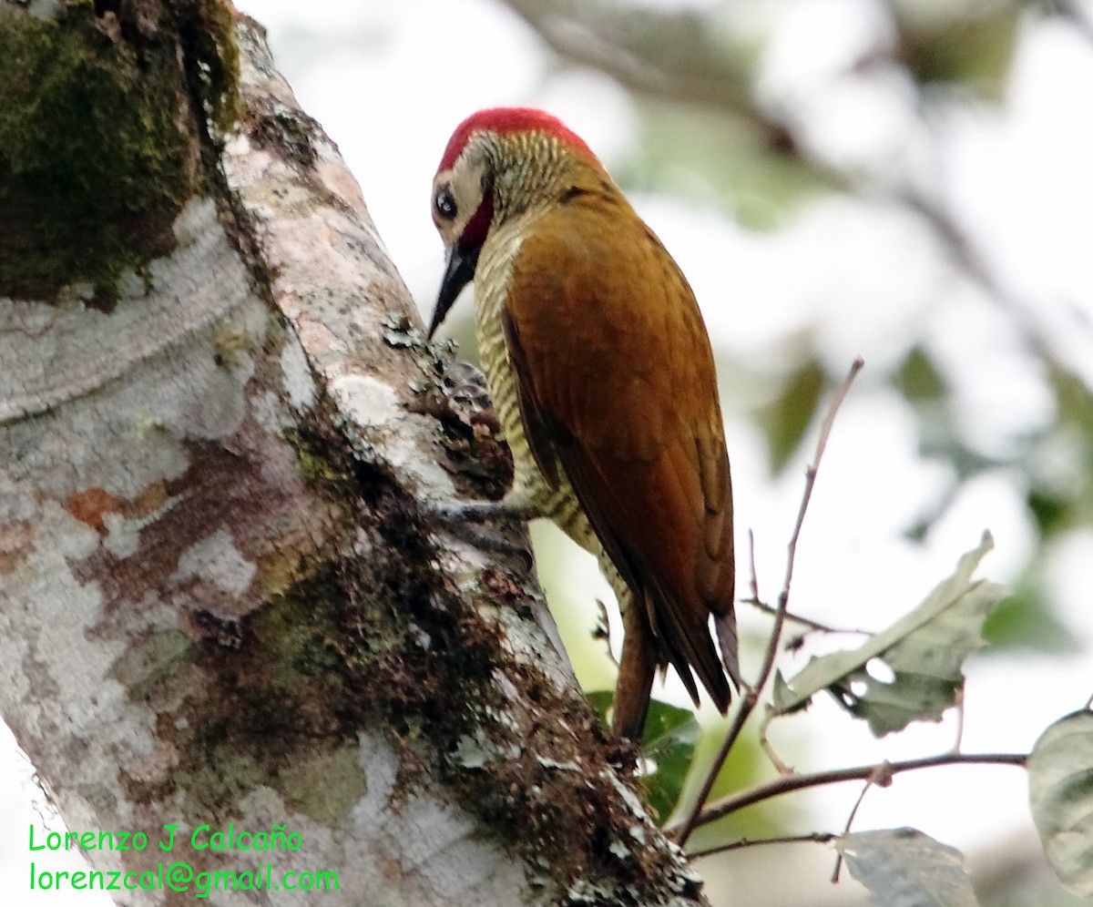 Golden-olive Woodpecker - ML217695911
