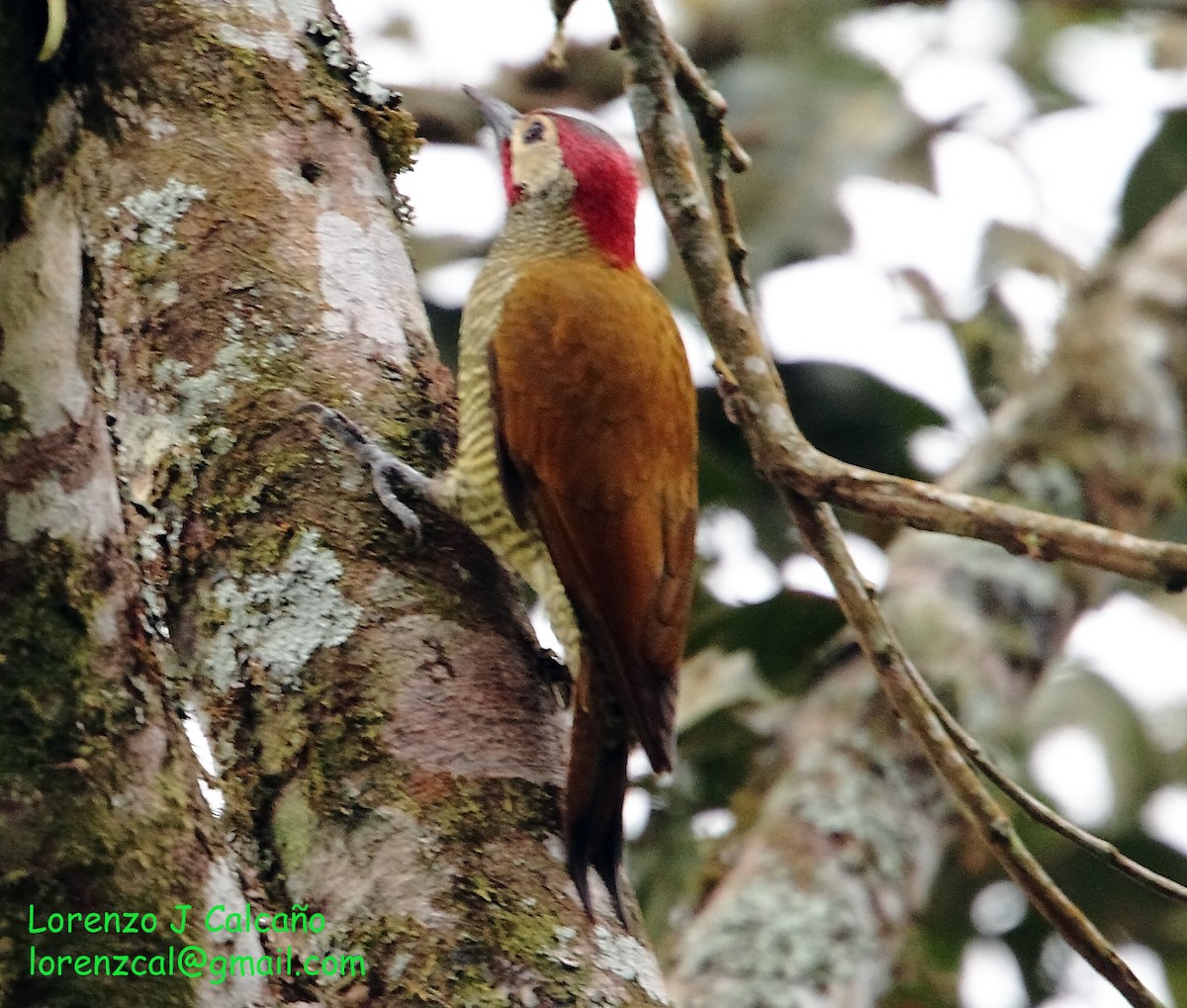 Golden-olive Woodpecker - ML217695921