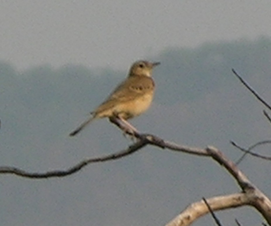 ub. spurvefugl (Passeriformes sp.) - ML217696921