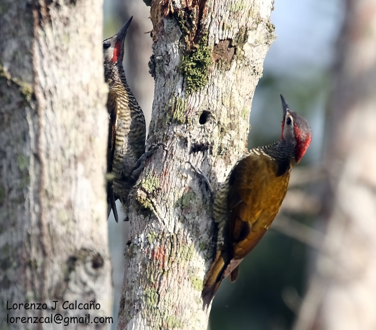 Golden-olive Woodpecker - Lorenzo Calcaño