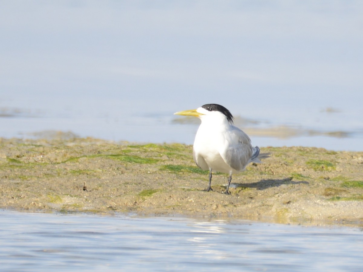 Great Crested Tern - ML217697671