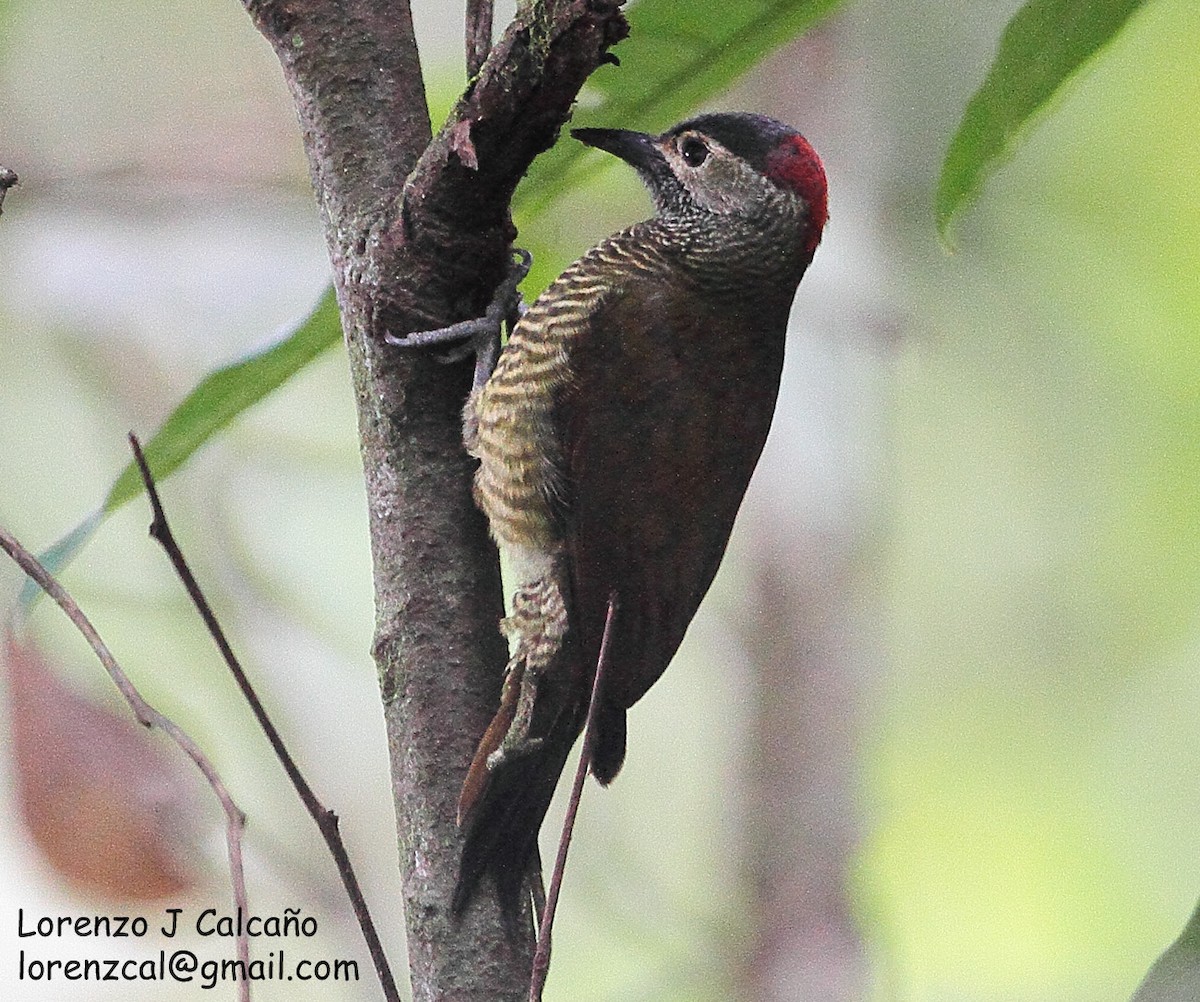 Golden-olive Woodpecker - ML217698071