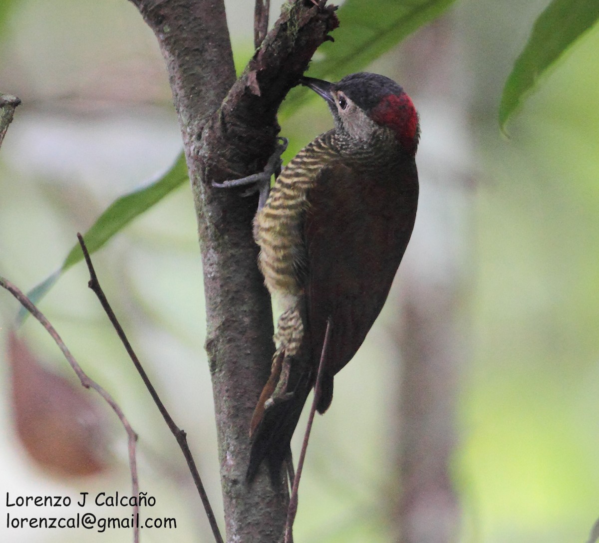 Golden-olive Woodpecker - ML217698111
