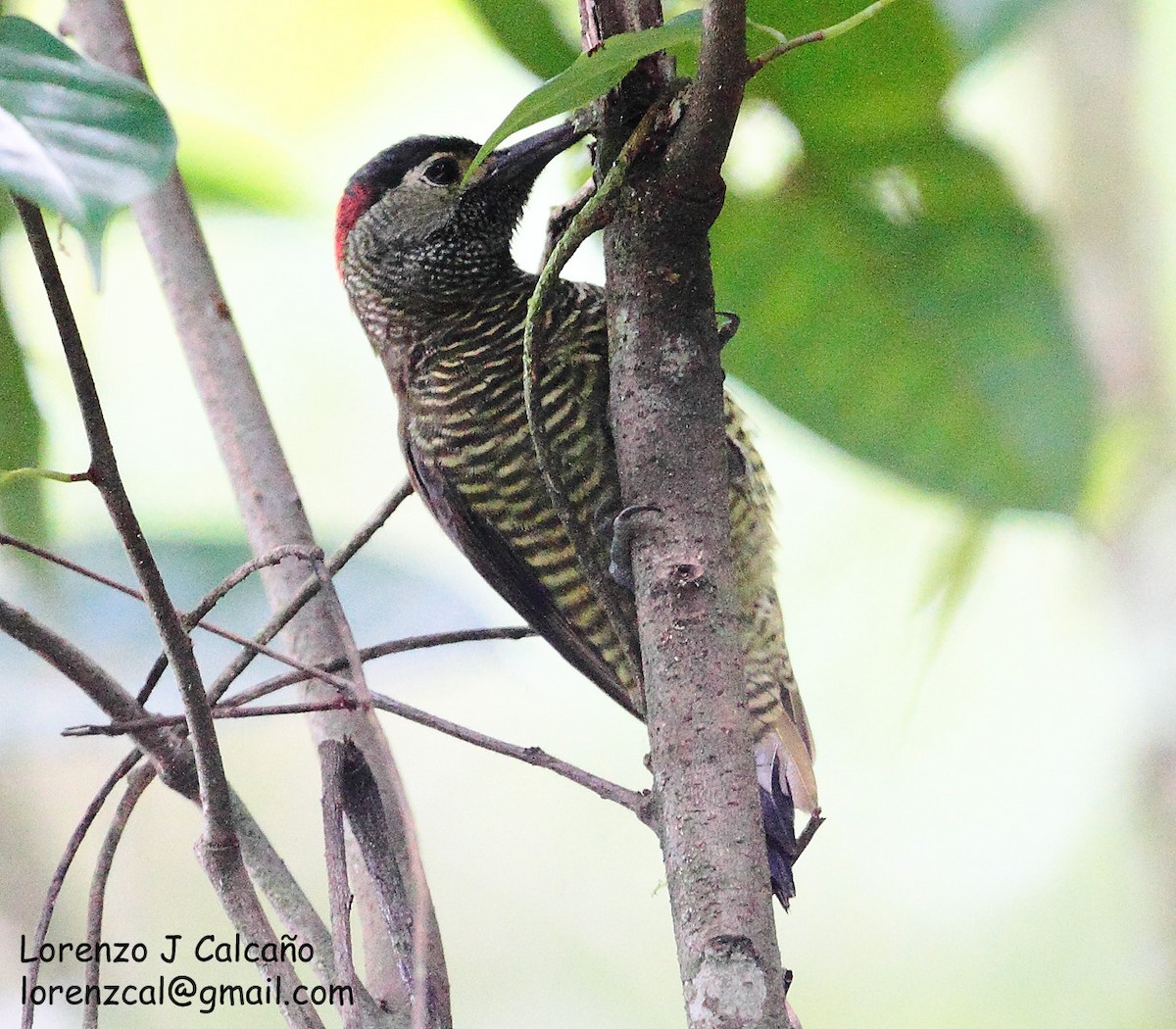 Golden-olive Woodpecker - ML217698141