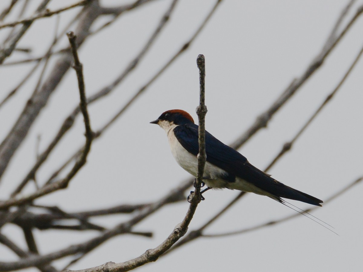 Wire-tailed Swallow - ML217699131