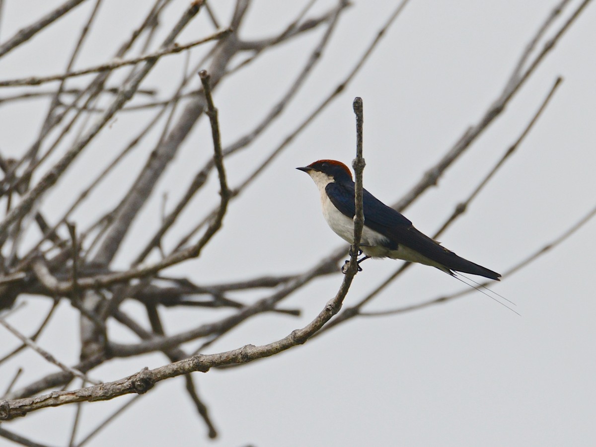 Wire-tailed Swallow - ML217699141