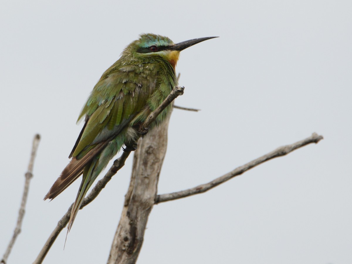 Blue-cheeked Bee-eater - ML217699301