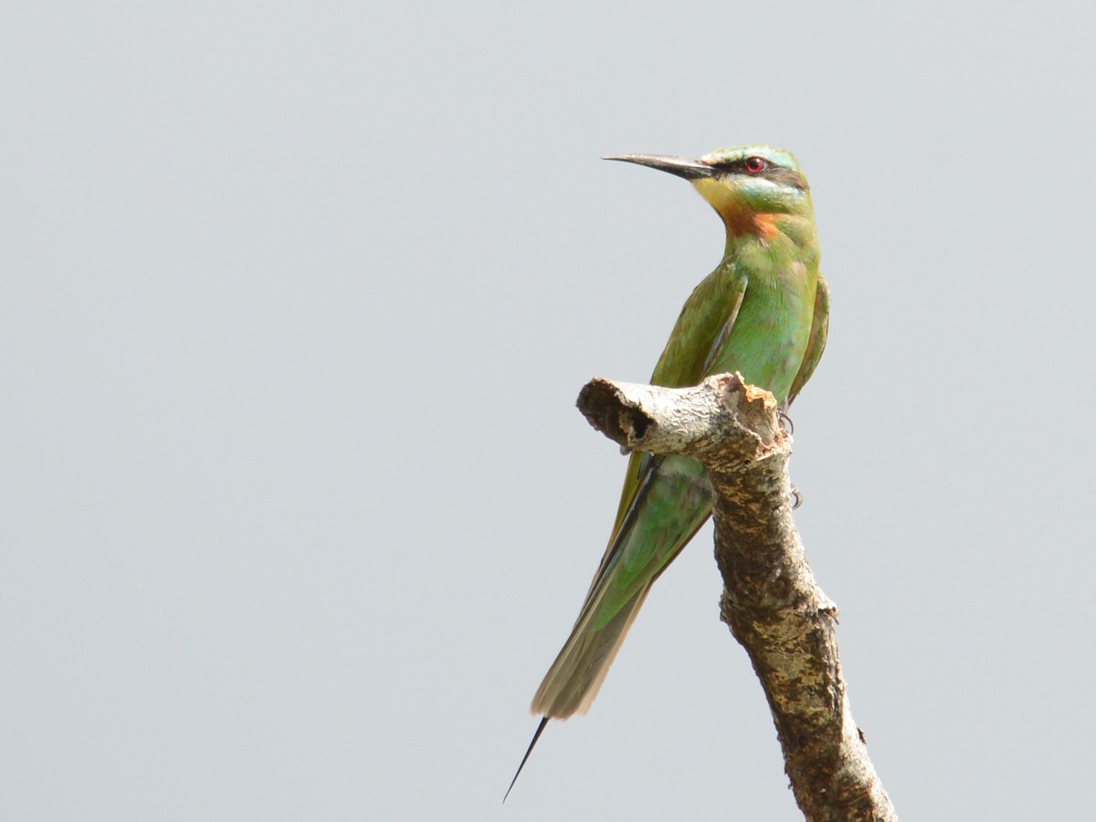 Blue-cheeked Bee-eater - Alan Van Norman