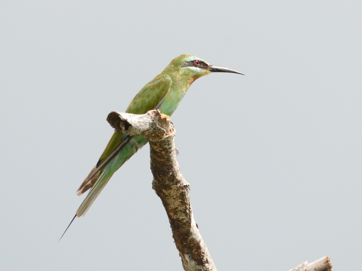 Blue-cheeked Bee-eater - ML217699421