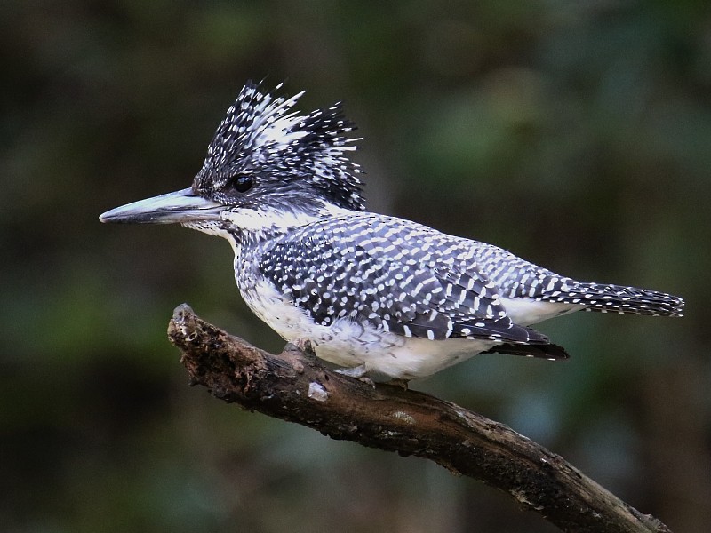 Crested Kingfisher - ML217700741