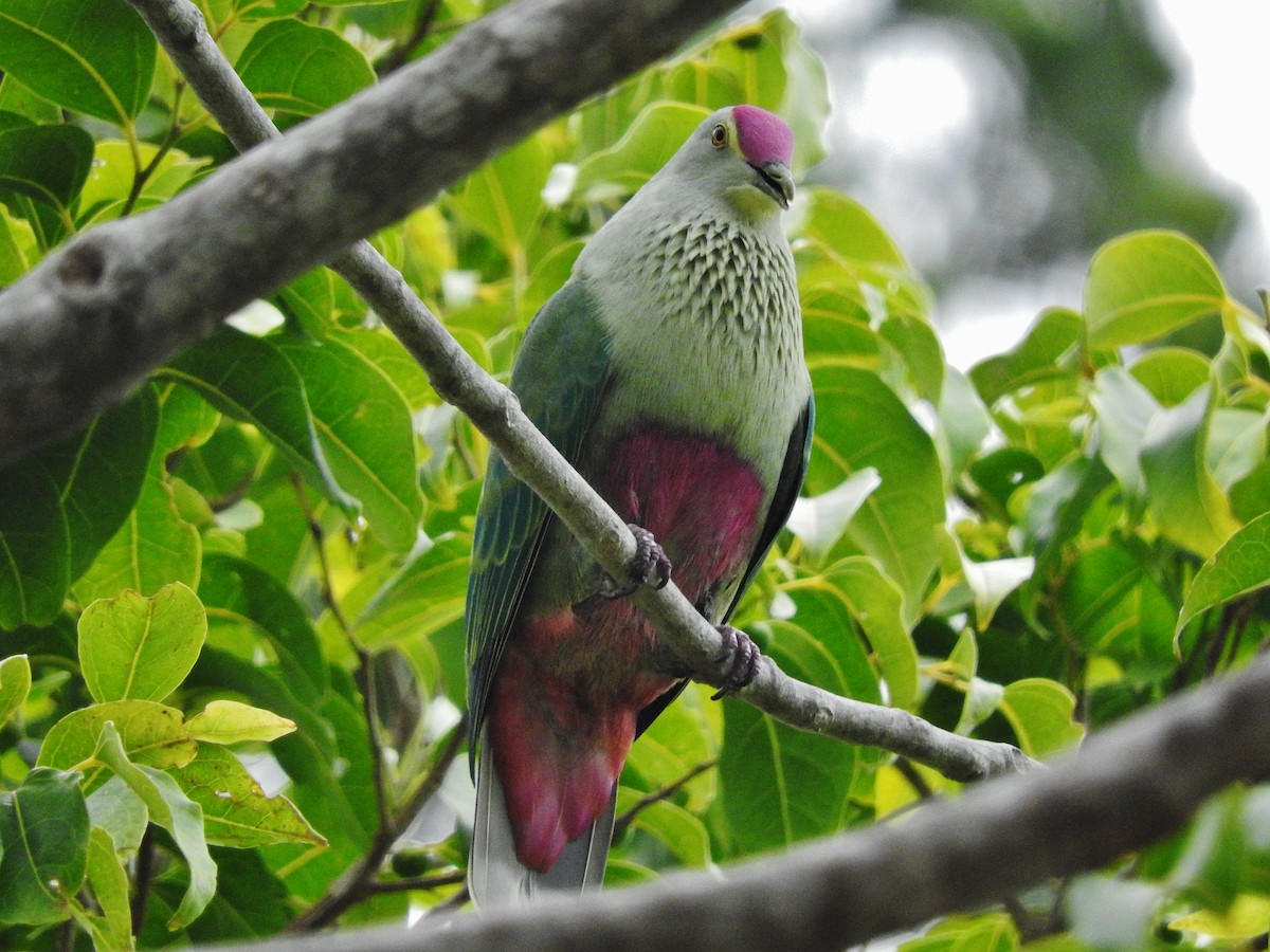 Red-bellied Fruit-Dove - ML21770251