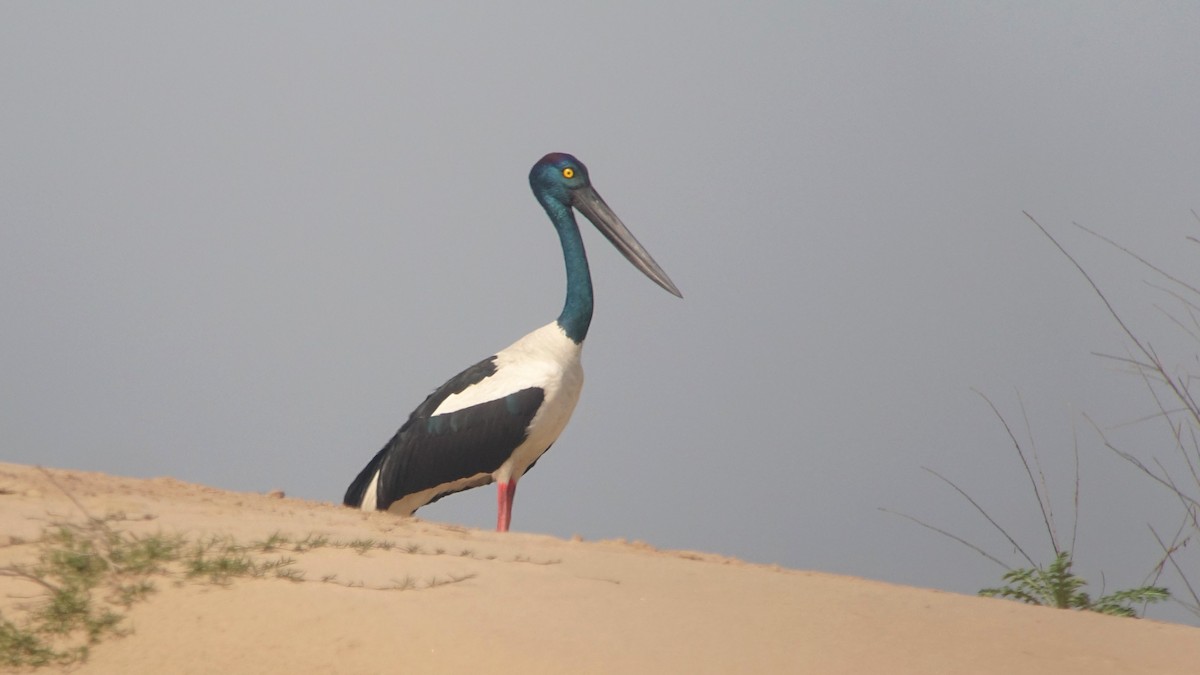 Black-necked Stork - ML217704031