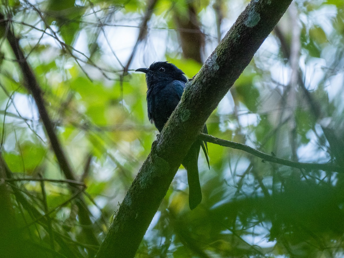 Square-tailed Drongo-Cuckoo - Neil Broekhuizen