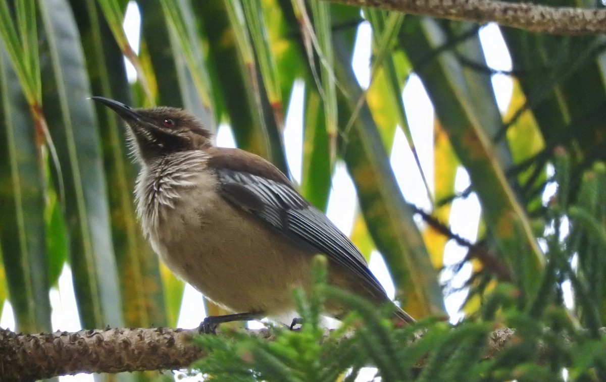 New Caledonian Friarbird - Noam Markus