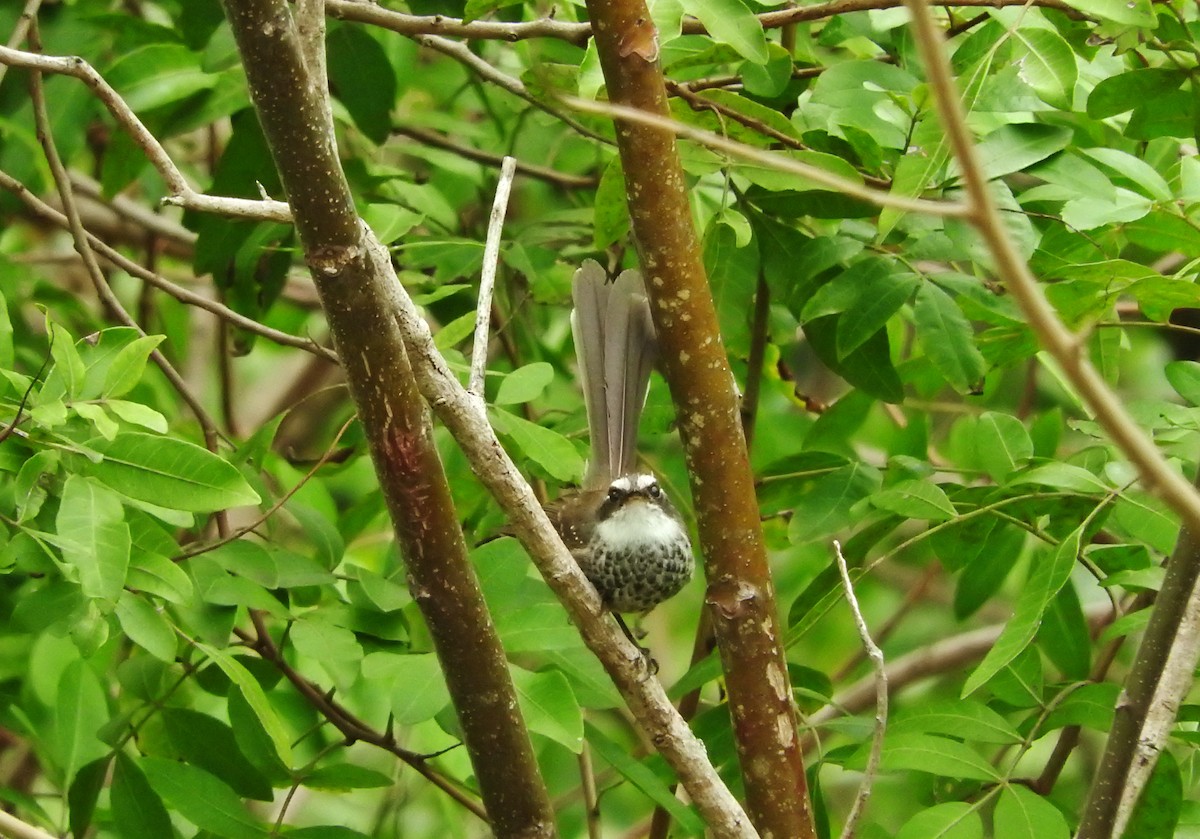 New Caledonian Streaked Fantail - ML21770511