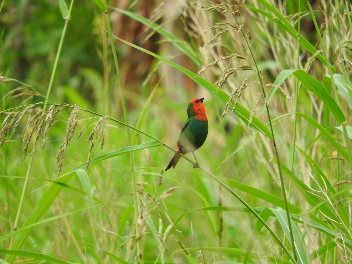 Red-throated Parrotfinch - Noam Markus