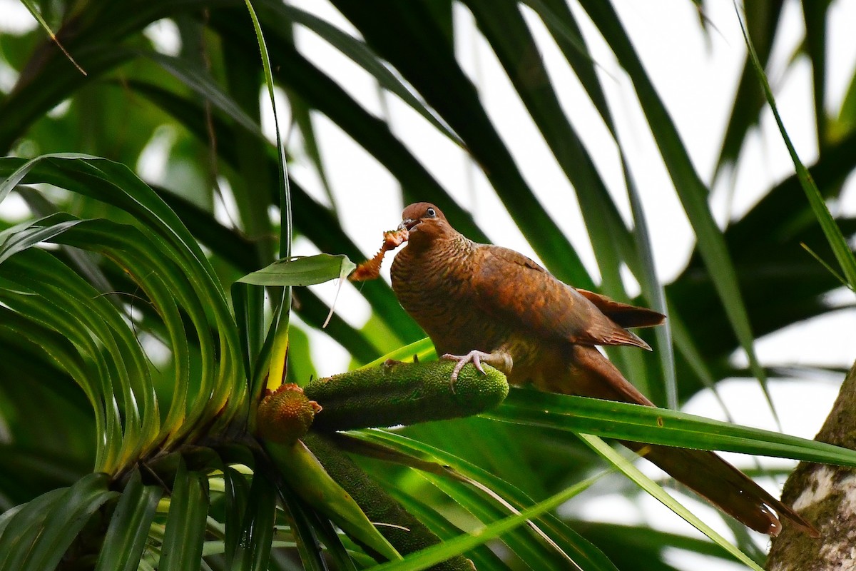 Andaman Cuckoo-Dove - ML217707071