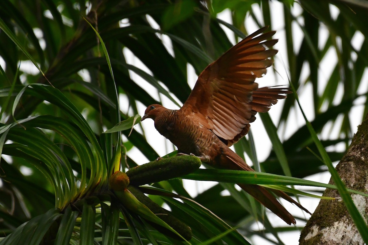 Andaman Cuckoo-Dove - ML217707081
